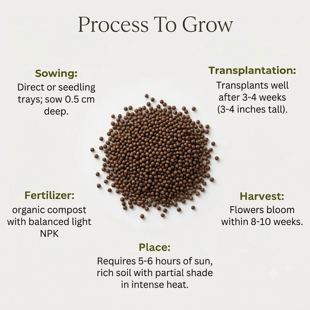 Balsam Seeds (20 seeds)