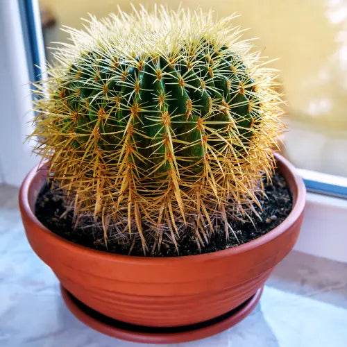 Barrel Cactus Sapling (1pc)
