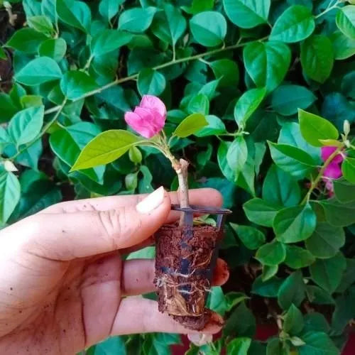 Bougainvillea Plant Sapling (1pc)