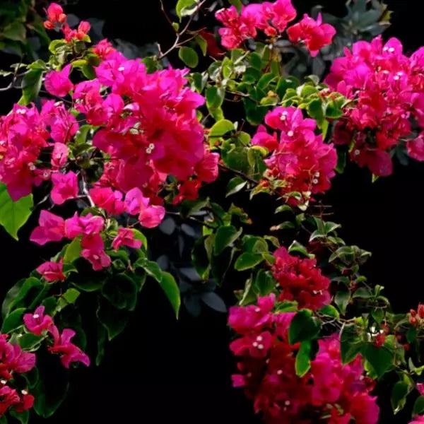 This is an image of Bougainvillea Plant Sapling with pink colour flowers blooming on it.