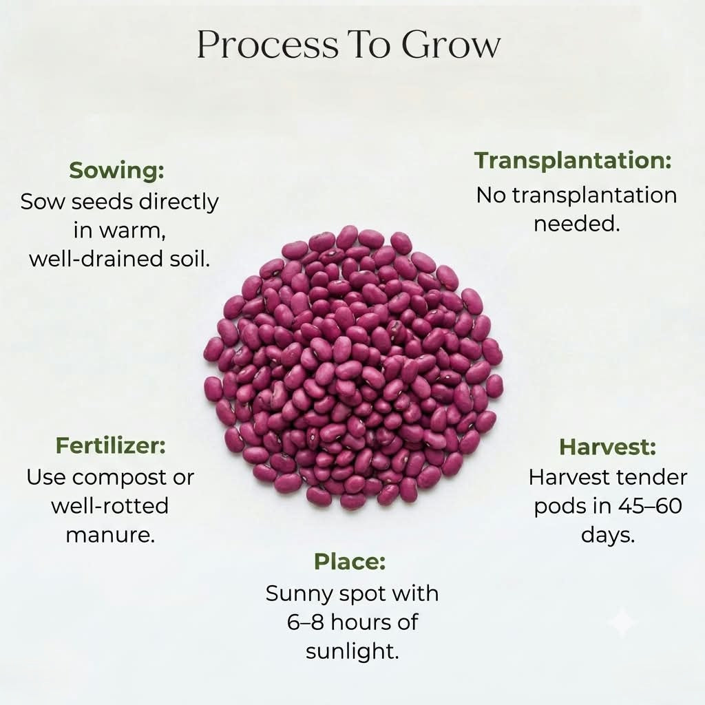 Cluster Beans Seeds (3 seeds)
