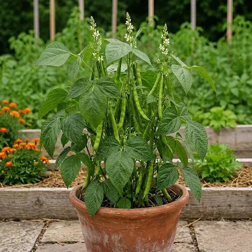 Cluster Beans Seeds (3 seeds)