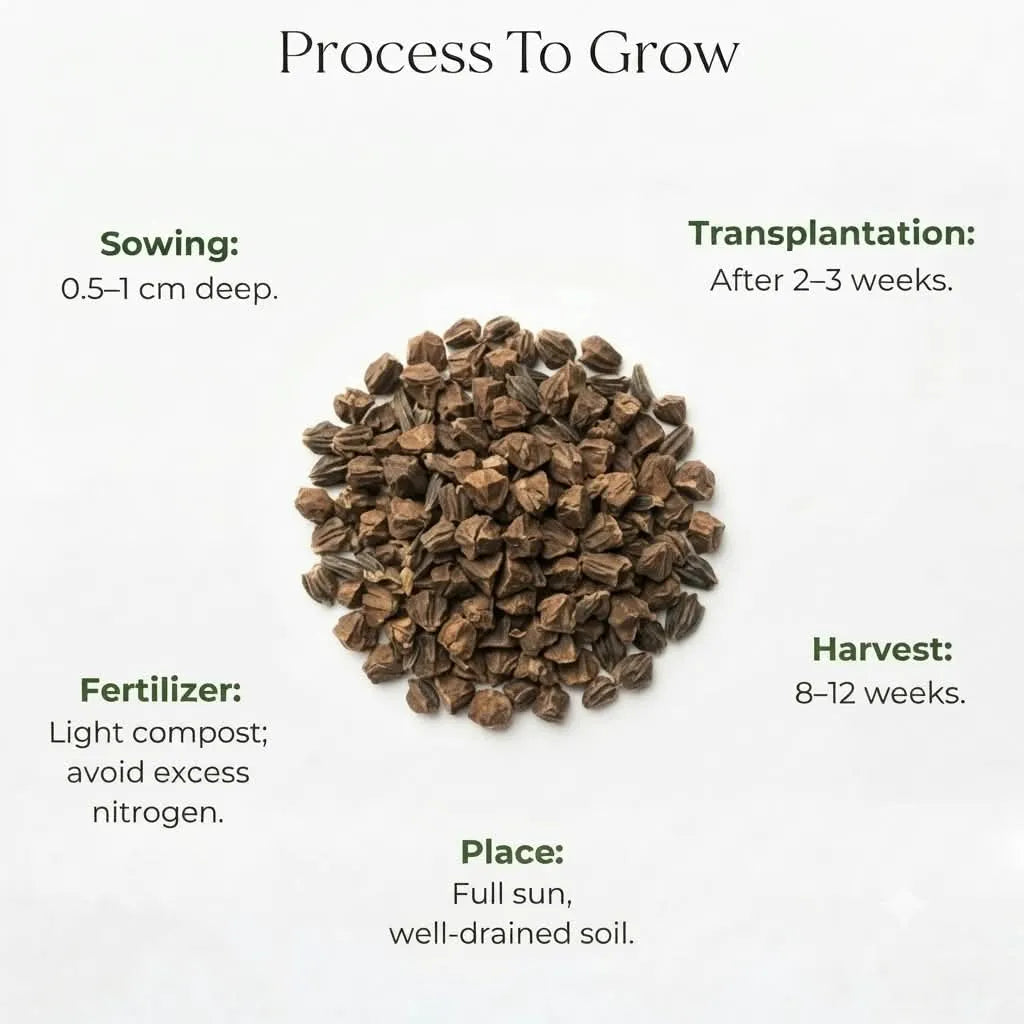 Chrysanthemum Mixed Seeds (30 seeds)