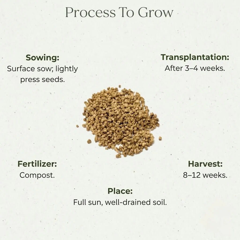 Kochia Seeds (40 seeds)