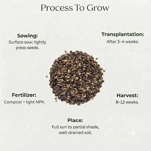 Coreopsis Beauty Star Mix Seeds (10 seeds)