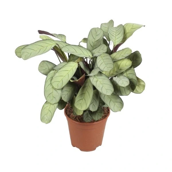 A beautifully grown Calathea Never Never Plant, planted in a brown pot with white as a background.