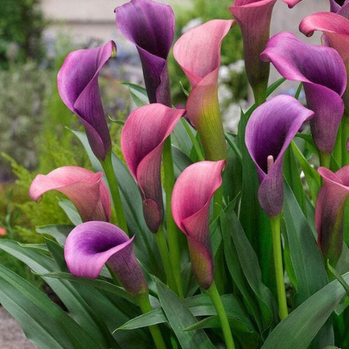 Calla lily Bulb