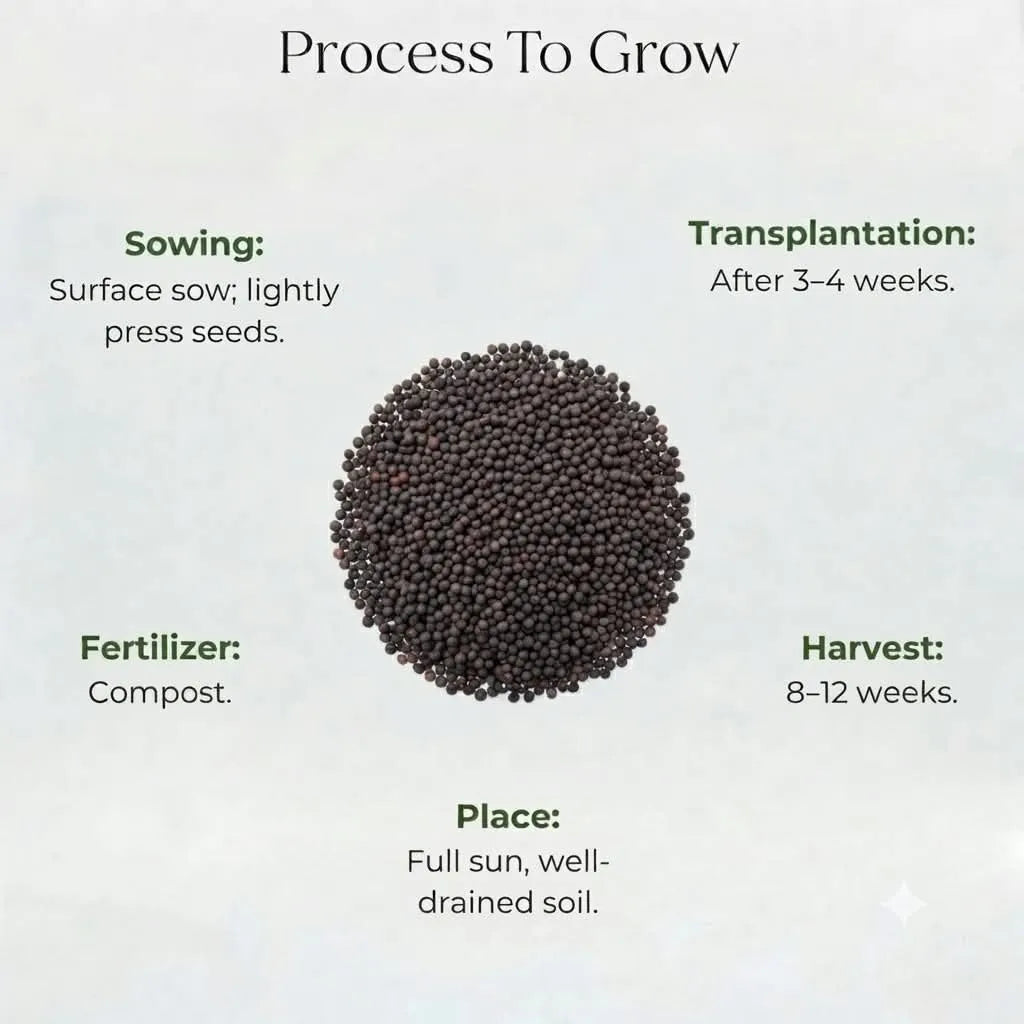 Celosia Plumosa Seeds (20 Seeds)