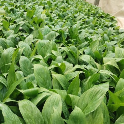 Peace Lily Plant Sapling (1pc)