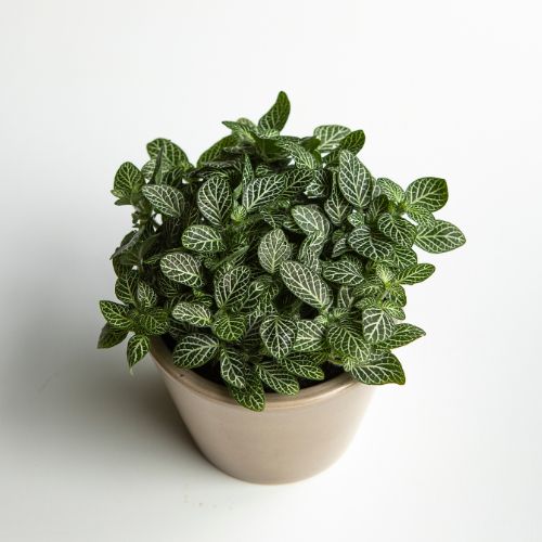 Fittonia White Sapling (1pc)