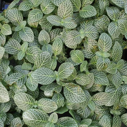 Fittonia White Sapling (1pc)
