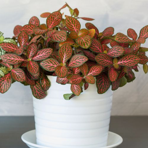 Fittonia Red Sapling (1pc)