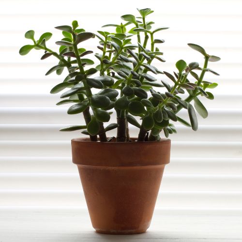 Jade Plant Sapling (1pc)