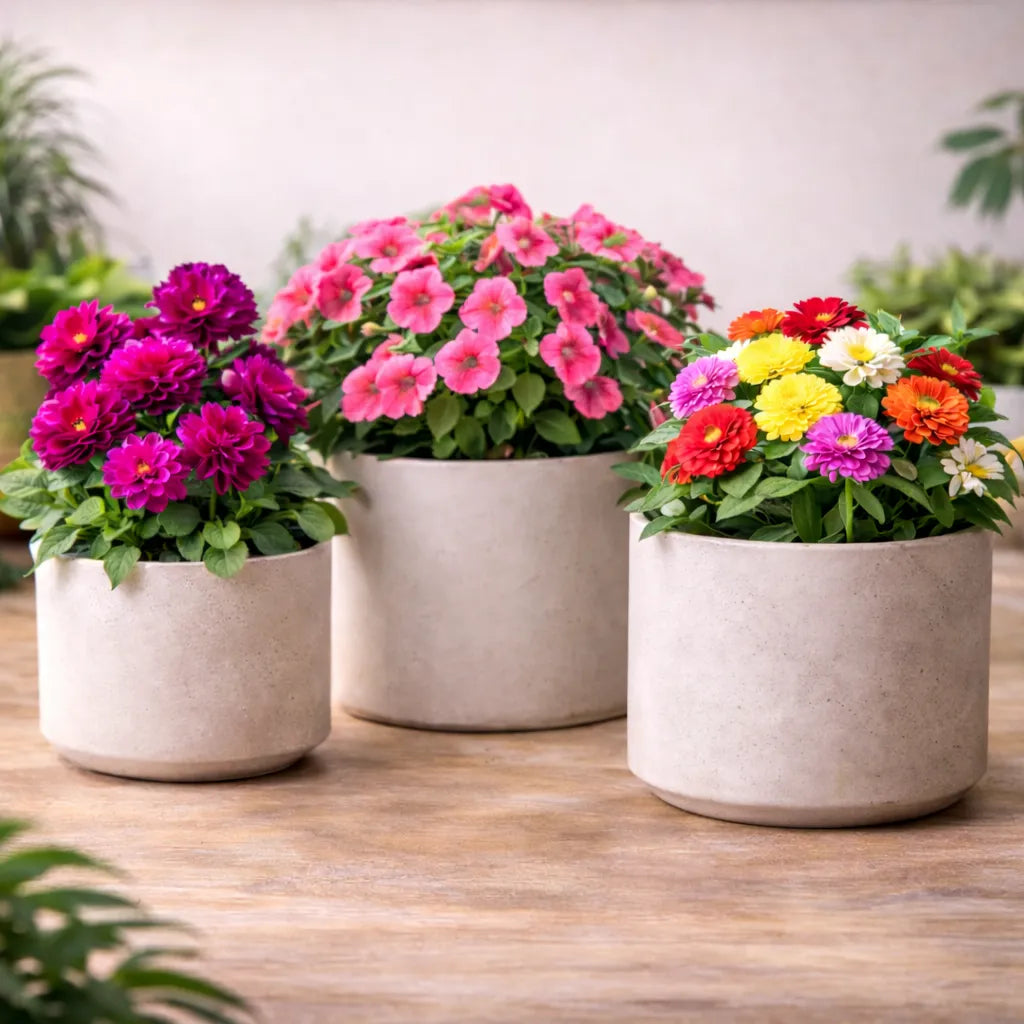 Dahlia, Petunia & Zinnia Flower Seeds Combo