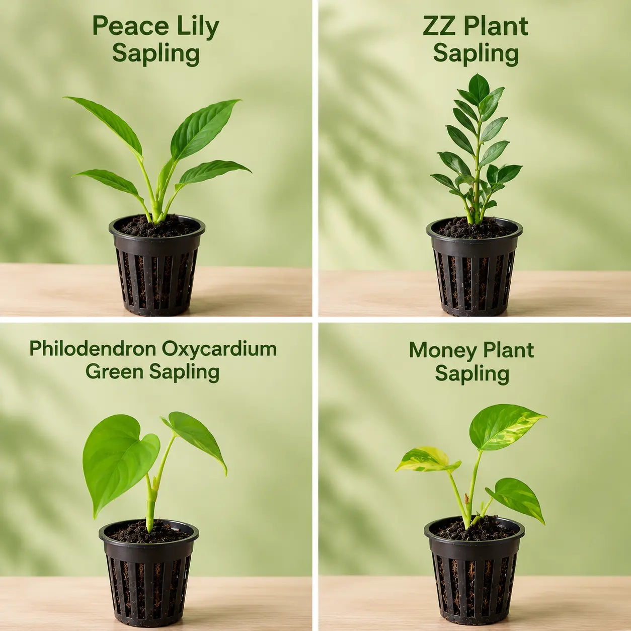 Monsoon Greenery Bundle