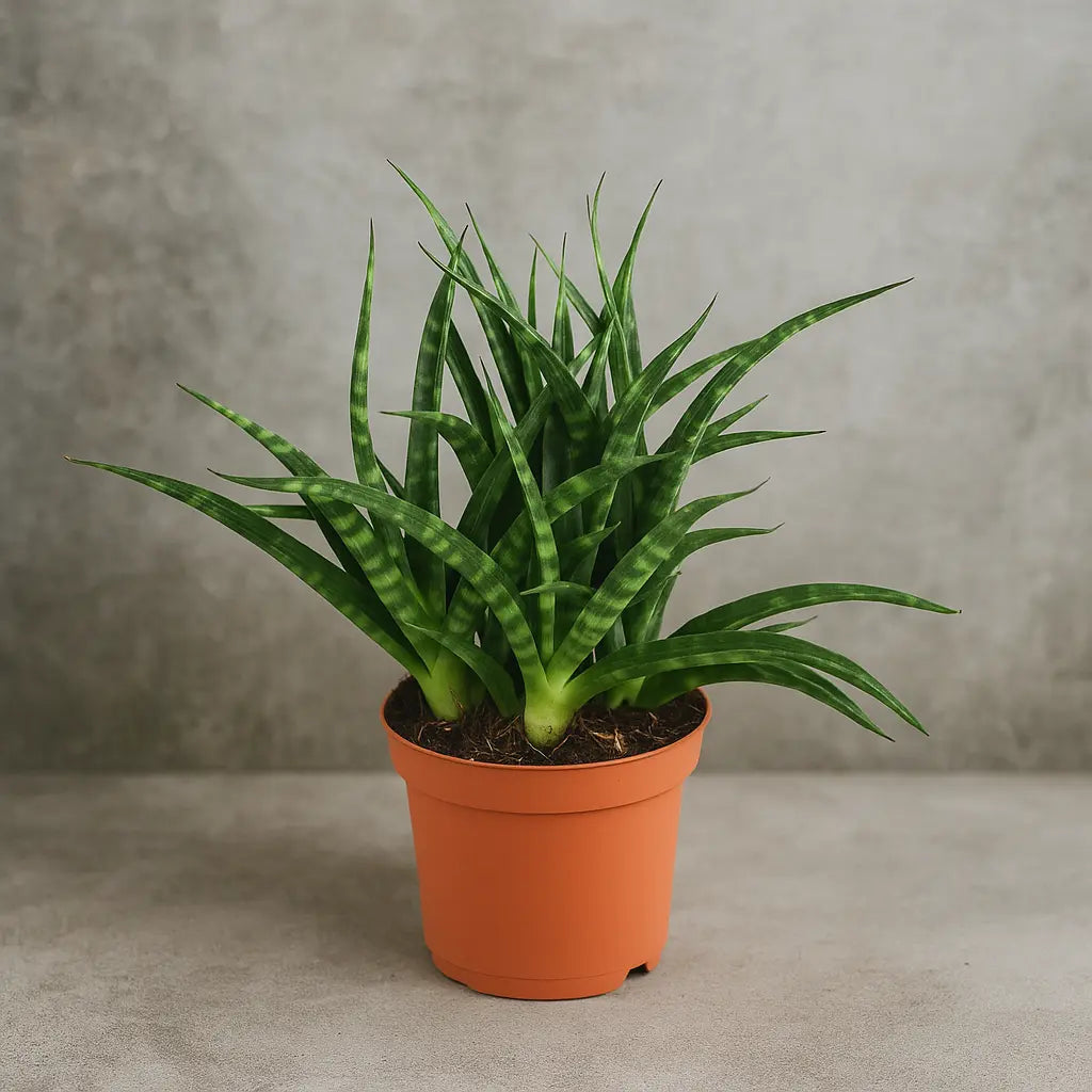 Sansevieria Silver Steel Plant Sapling (1Pc)
