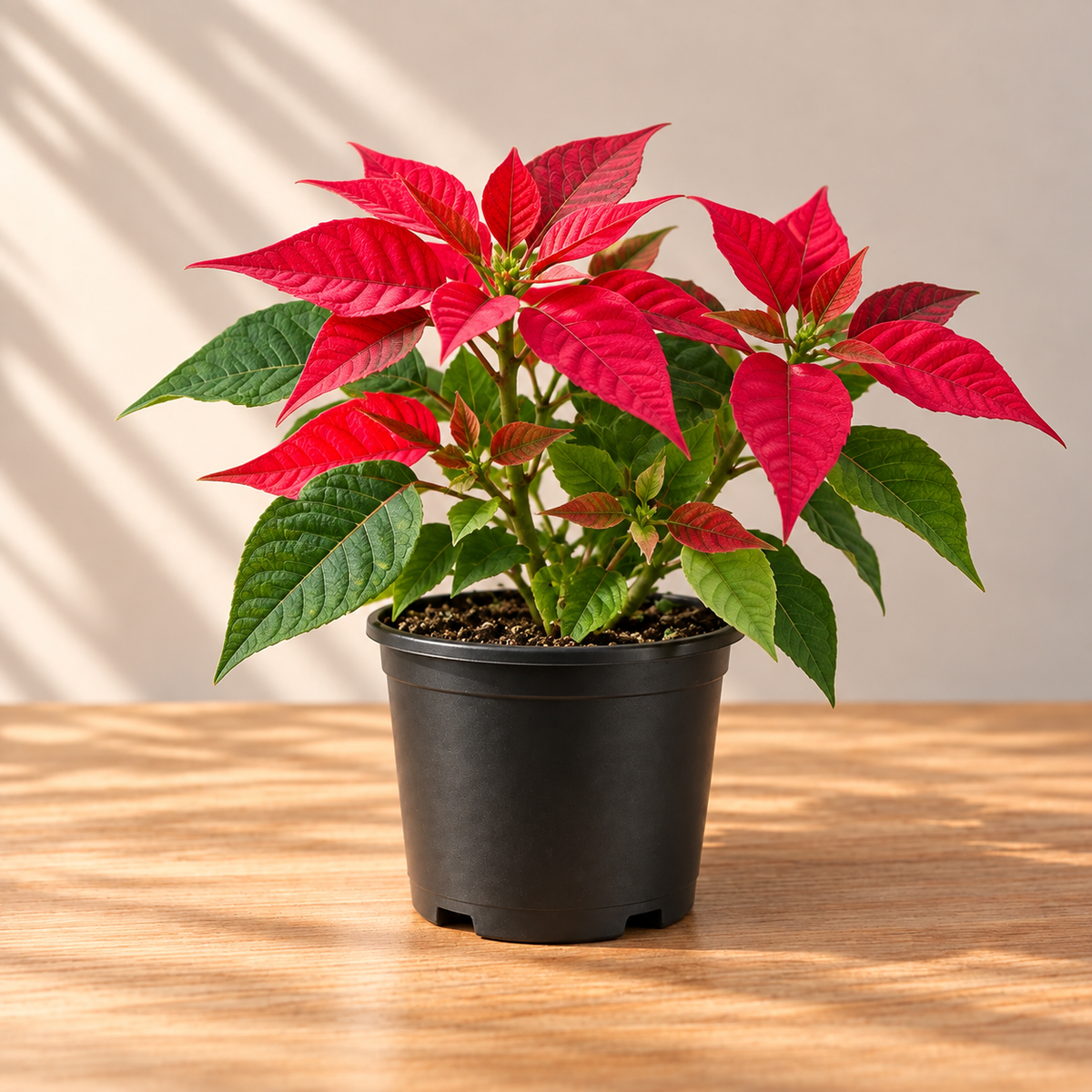 Poinsettia plant sapling (1pc )