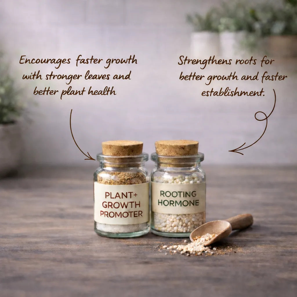 Monstera Growth Starter Kit