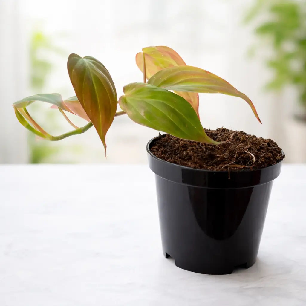 Philodendron Oxycordia Micans Plant Sapling (1pc)