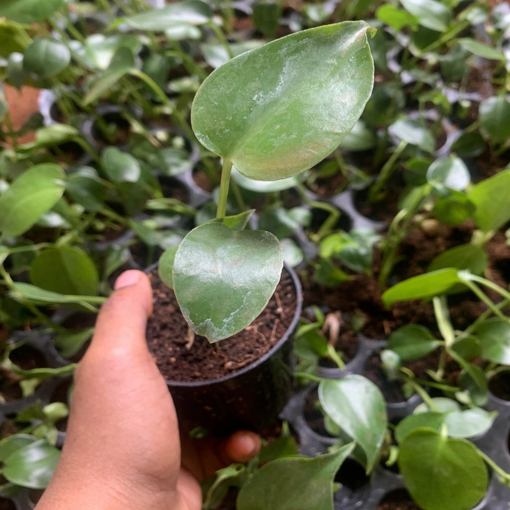 Hand holding a small potted plant with green leaves in a greenhouse setting