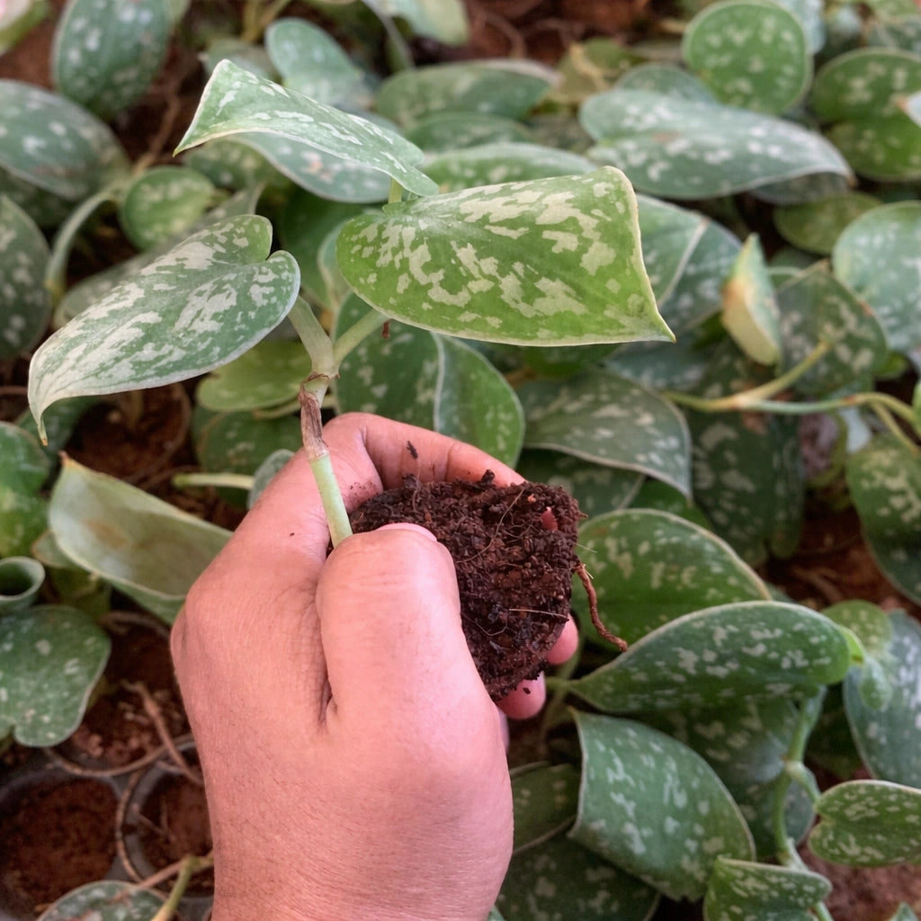 Hand holding a small plant with soil surrounded by green leaves