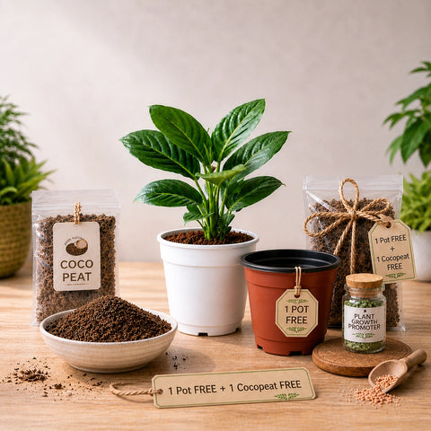 Philodendron Birkin Healthy Growth Combo