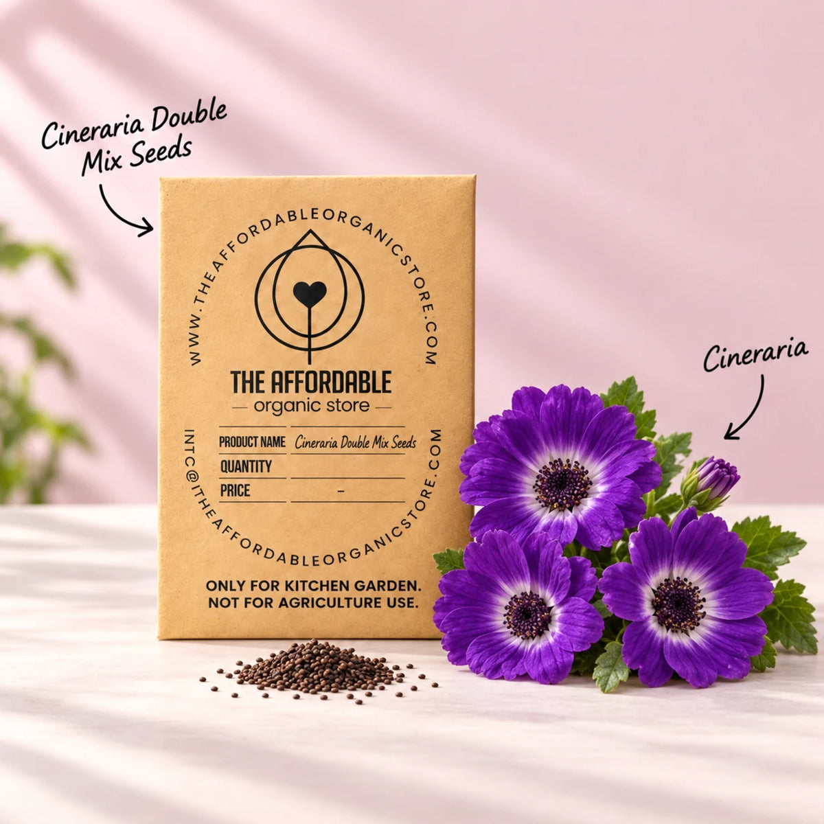 Cineraria Double Mix Seeds (10 seeds)