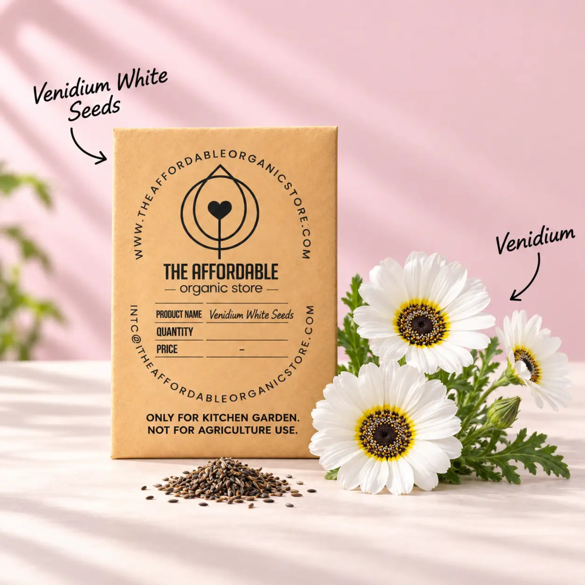 Venidium White Seeds (10 seeds)