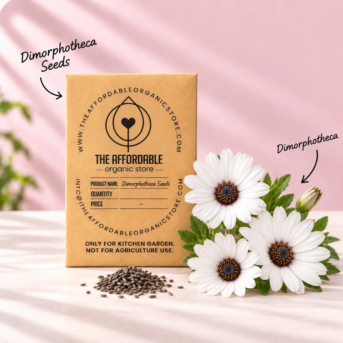 Dimorphotheca Seeds (5 seeds)