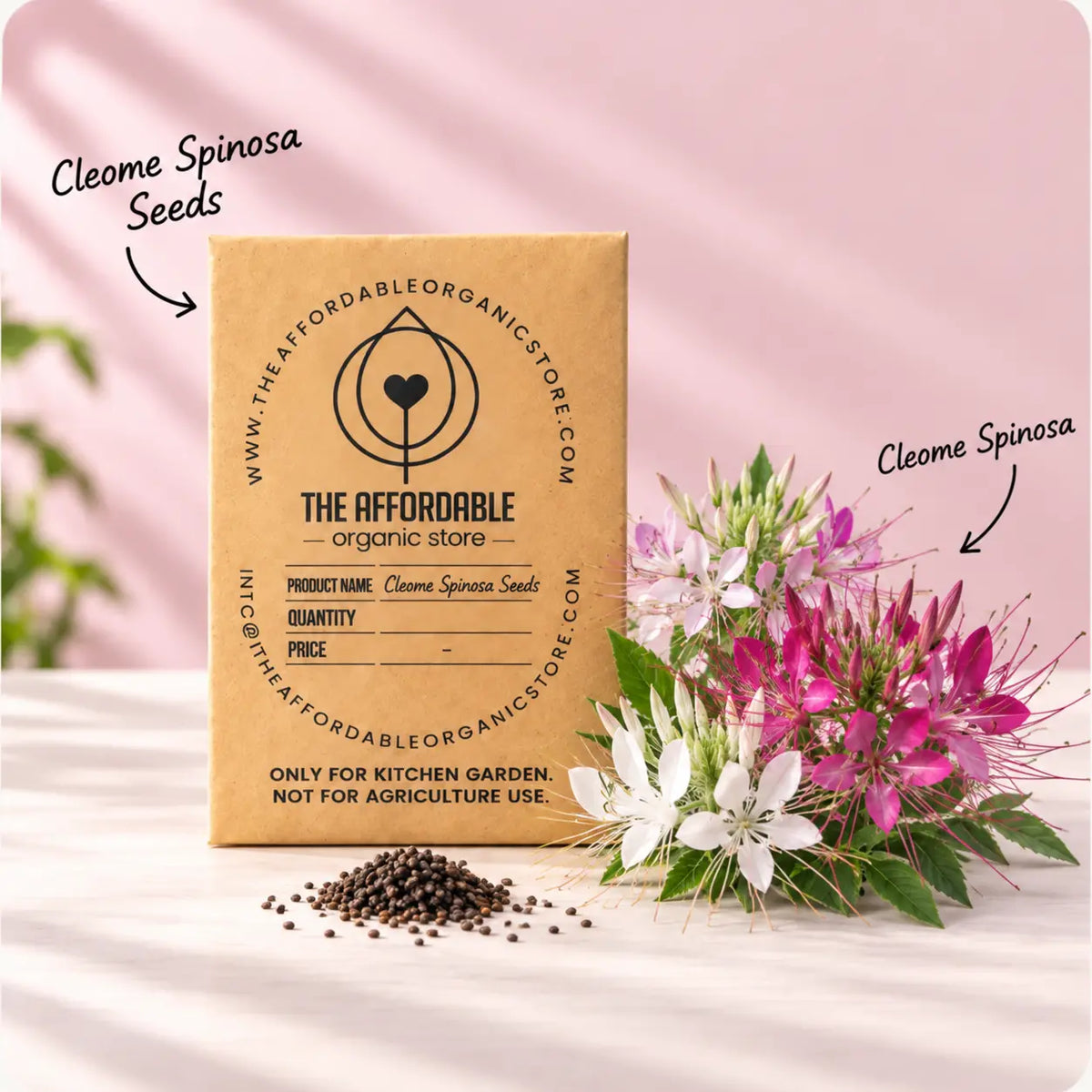 Cleome Spinosa Seeds (10 seeds)