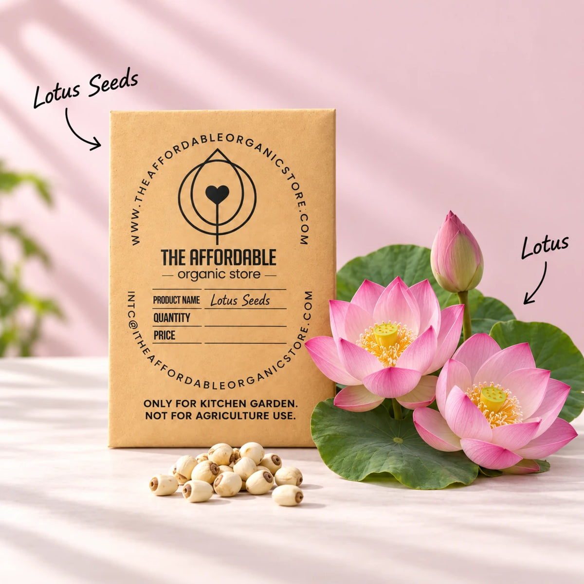 Lotus Seeds (4 seeds)