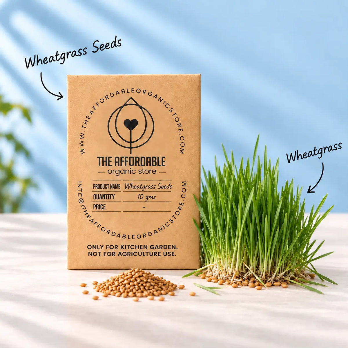 Wheatgrass Seeds (10gms)