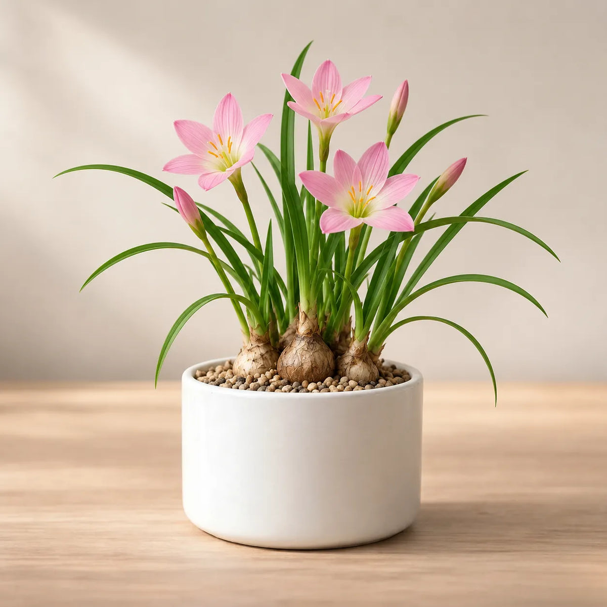Rain Lily Bulb (Set of 5)