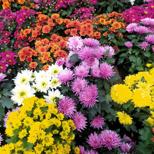 Colorful Dianthus Flowers in Garden