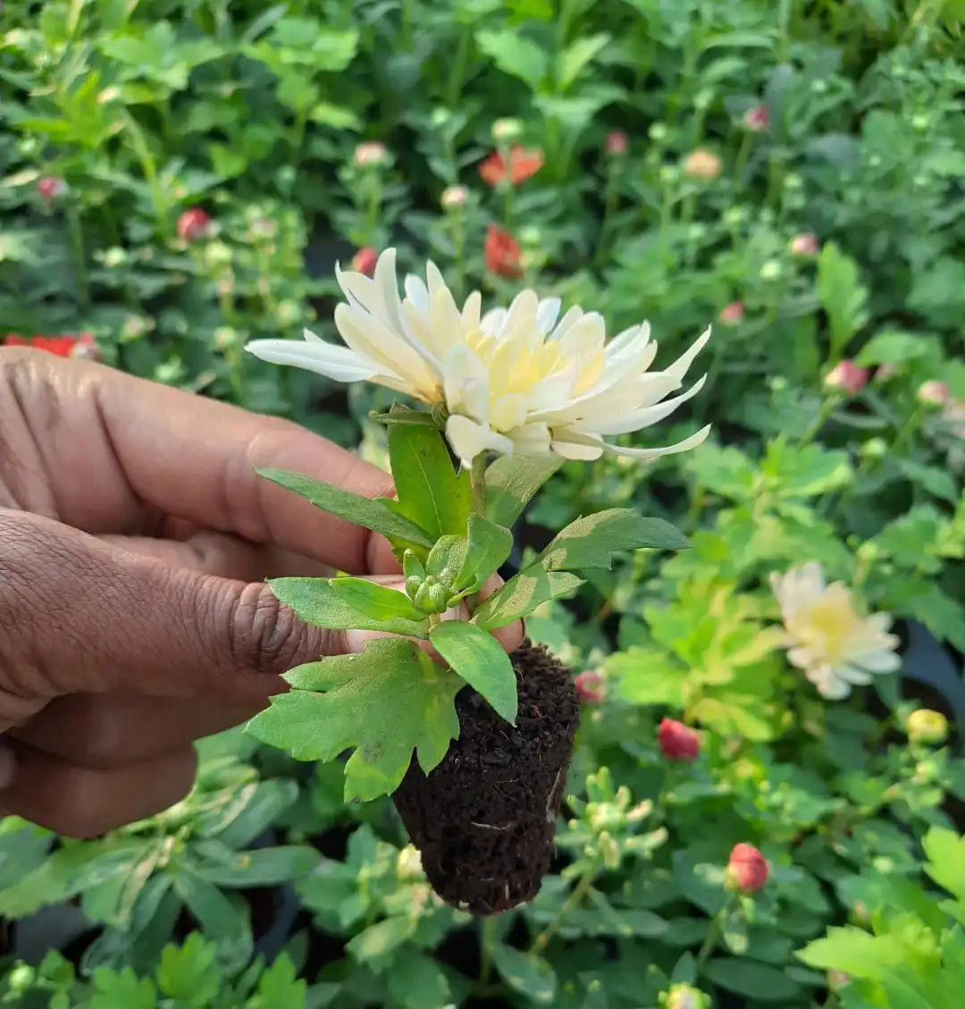 Chrysanthemum Mix Plant Sapling (1pc)