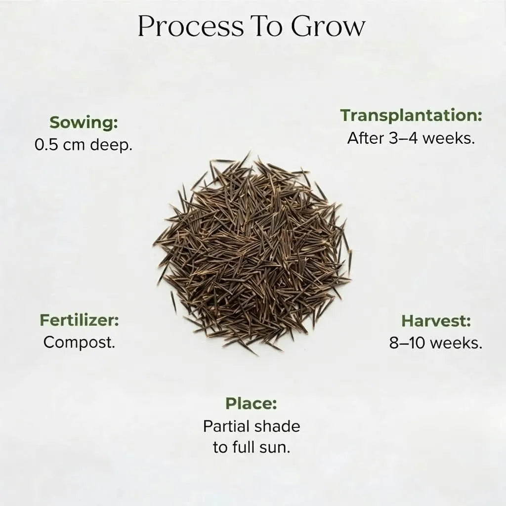 Cosmos Orange Seeds (10 seeds)