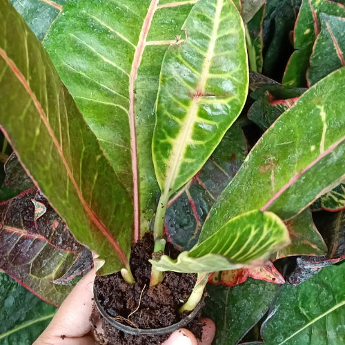 Croton Codiaeum Variegatum (Petra) Sapling (1pc)