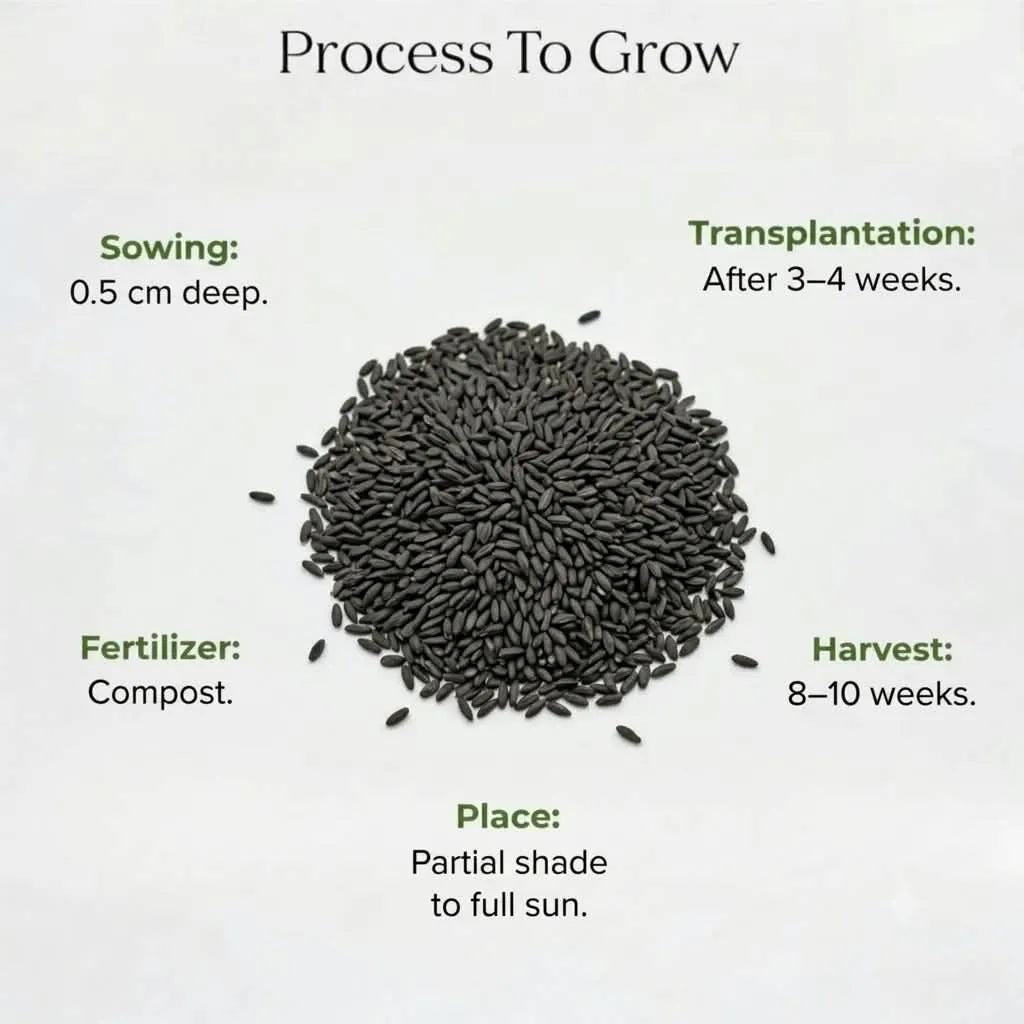 Cineraria Double Mix Seeds (10 seeds)