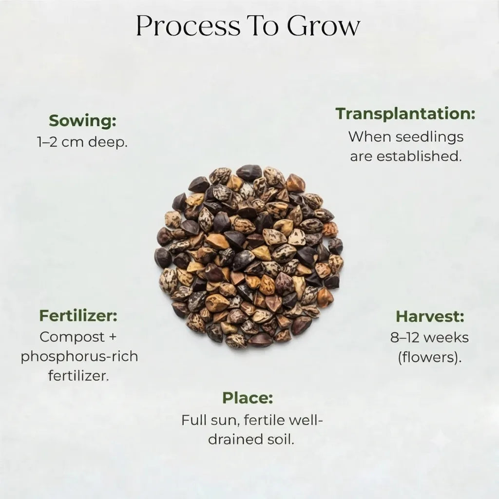 Dahlia Mixed Seeds (20 seeds)