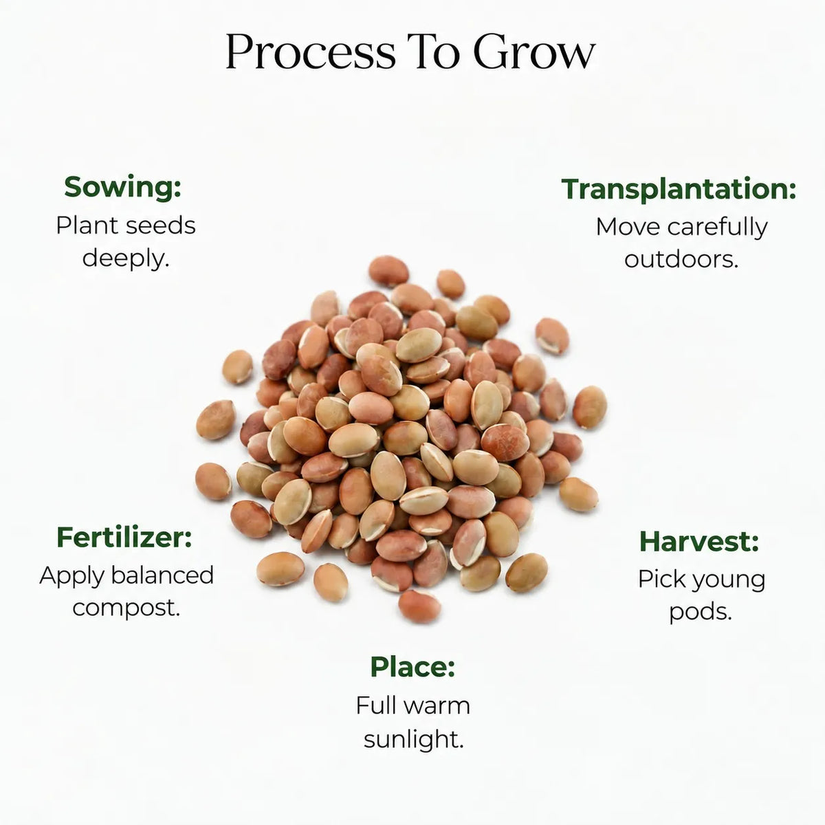 Dolichos Seeds (5 seeds)