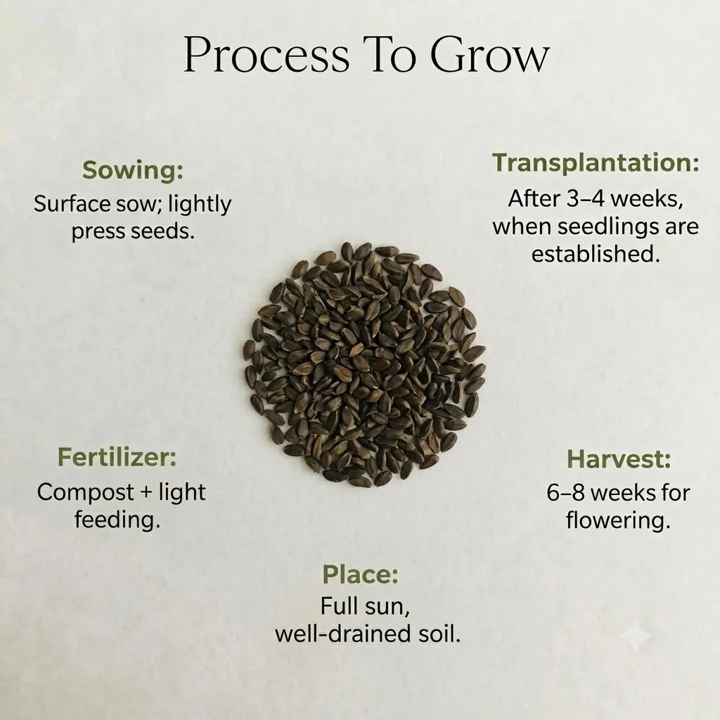 Dimorphotheca Seeds (5 seeds)
