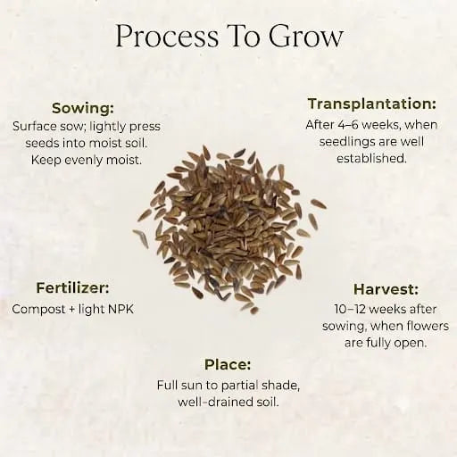 Daisy Mixed Seeds (30 seeds)