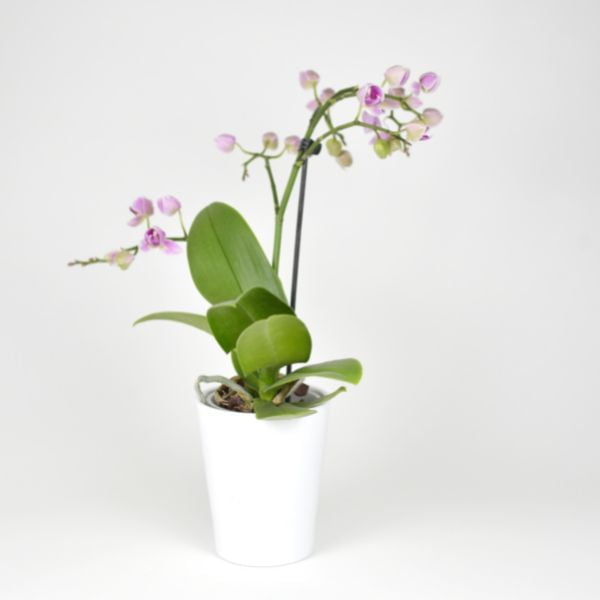 This is an image of Dendrobium Orchid