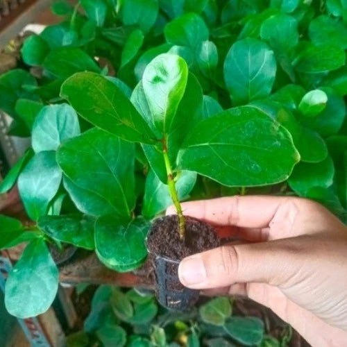 Dwarf Fiddle Leaf Fig Plant Sapling (1pc)