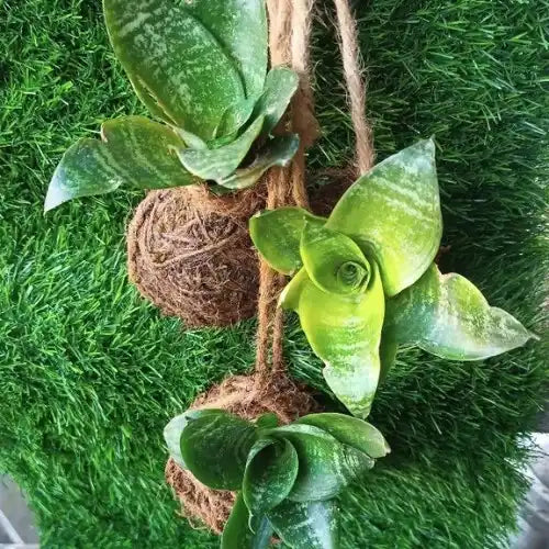 Dwarf Snake Kokedama (1pc)