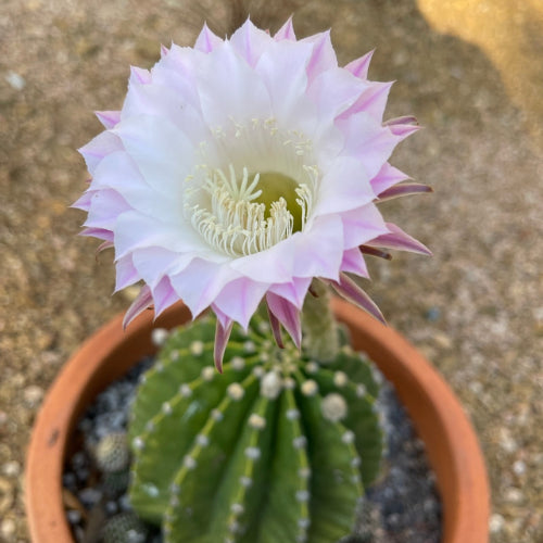 Echinopsis oxygona plant