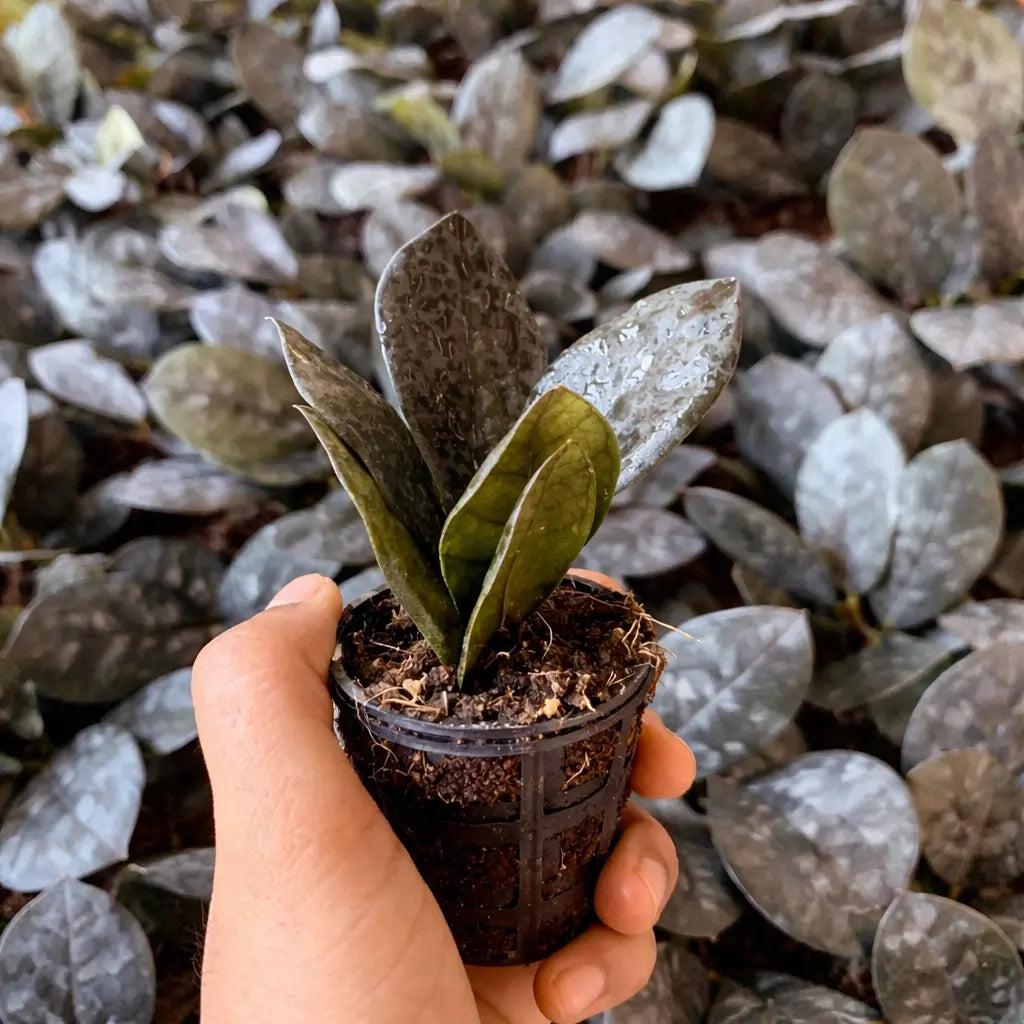 rare zz plant Buy Rare Black ZZ Plant Sapling (1pc) | Only Rs.119/-