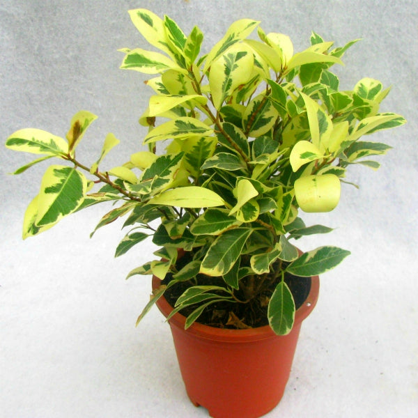 This is an image of Ficus Safari Plant in a red color pot against a white color background.