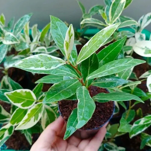 Ficus Safari Plant Sapling (1pc)