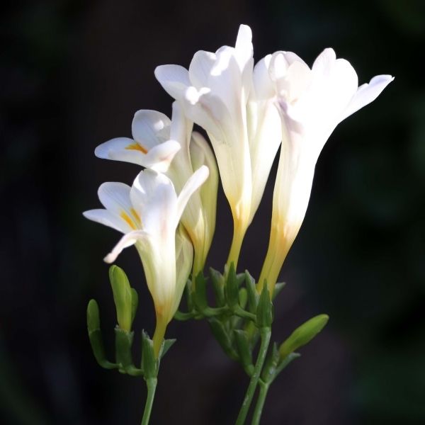 A bunch of Imported Mixed Freesia Bulb in a black background